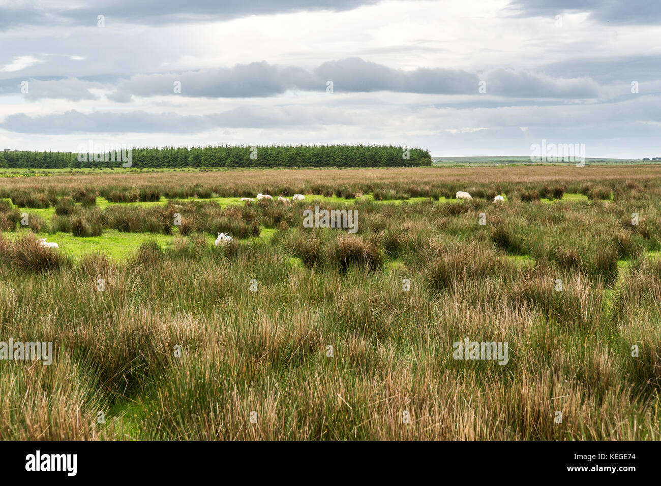 rural landscapes in Caithness Stock Photo Alamy