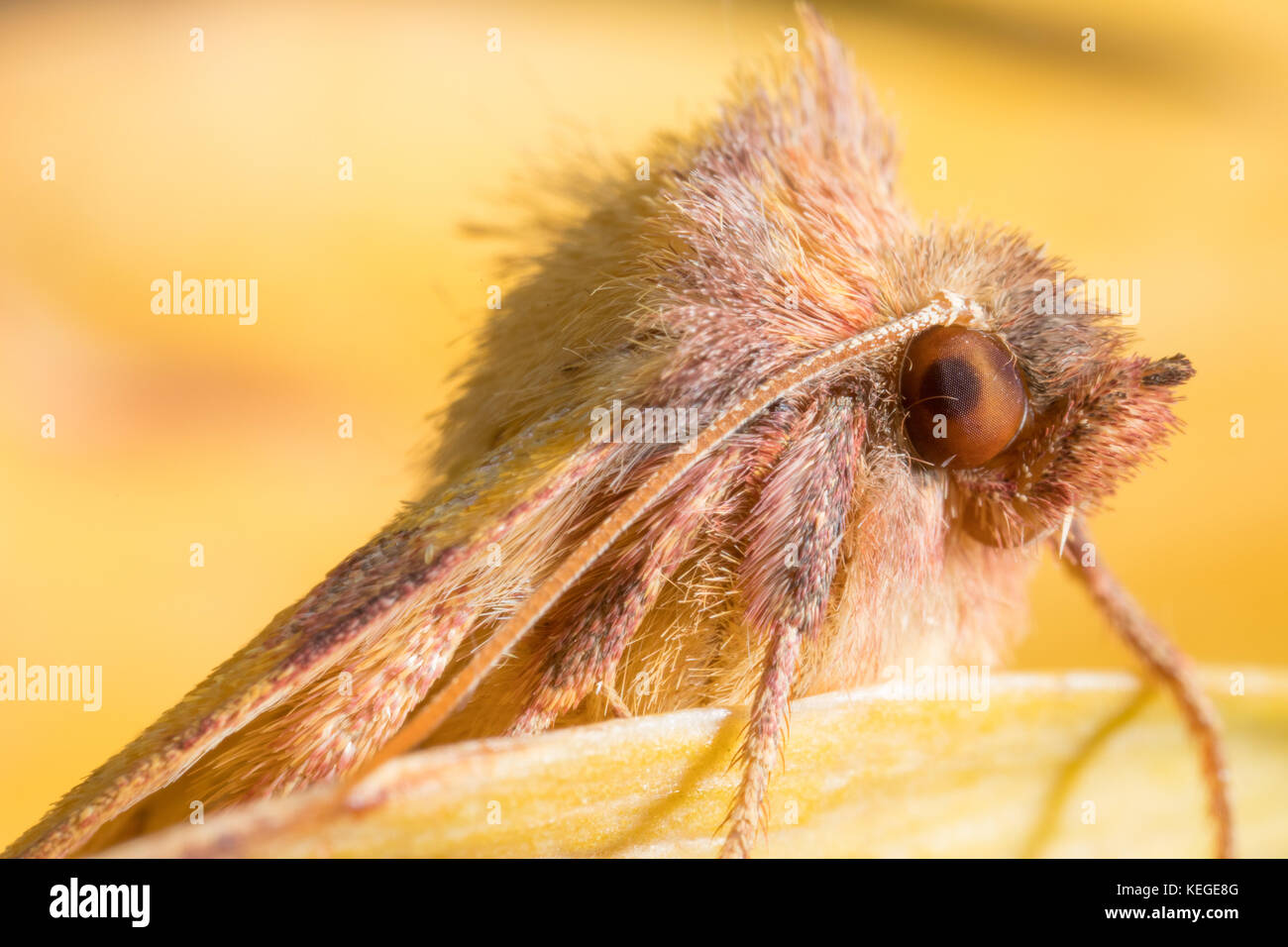 A rather goofy-looking pink-barred sallow - macro portrait of this British autumnal garden moth. Stock Photo