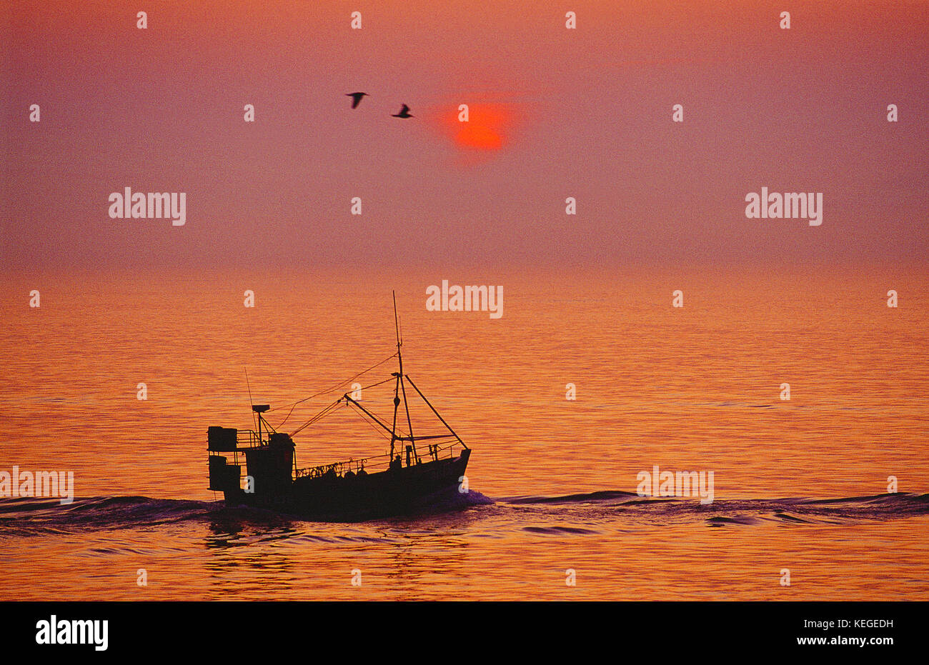 Small commercial fishing boat heading out to sea at sunrise. Channel Islands. Guernsey. Stock Photo