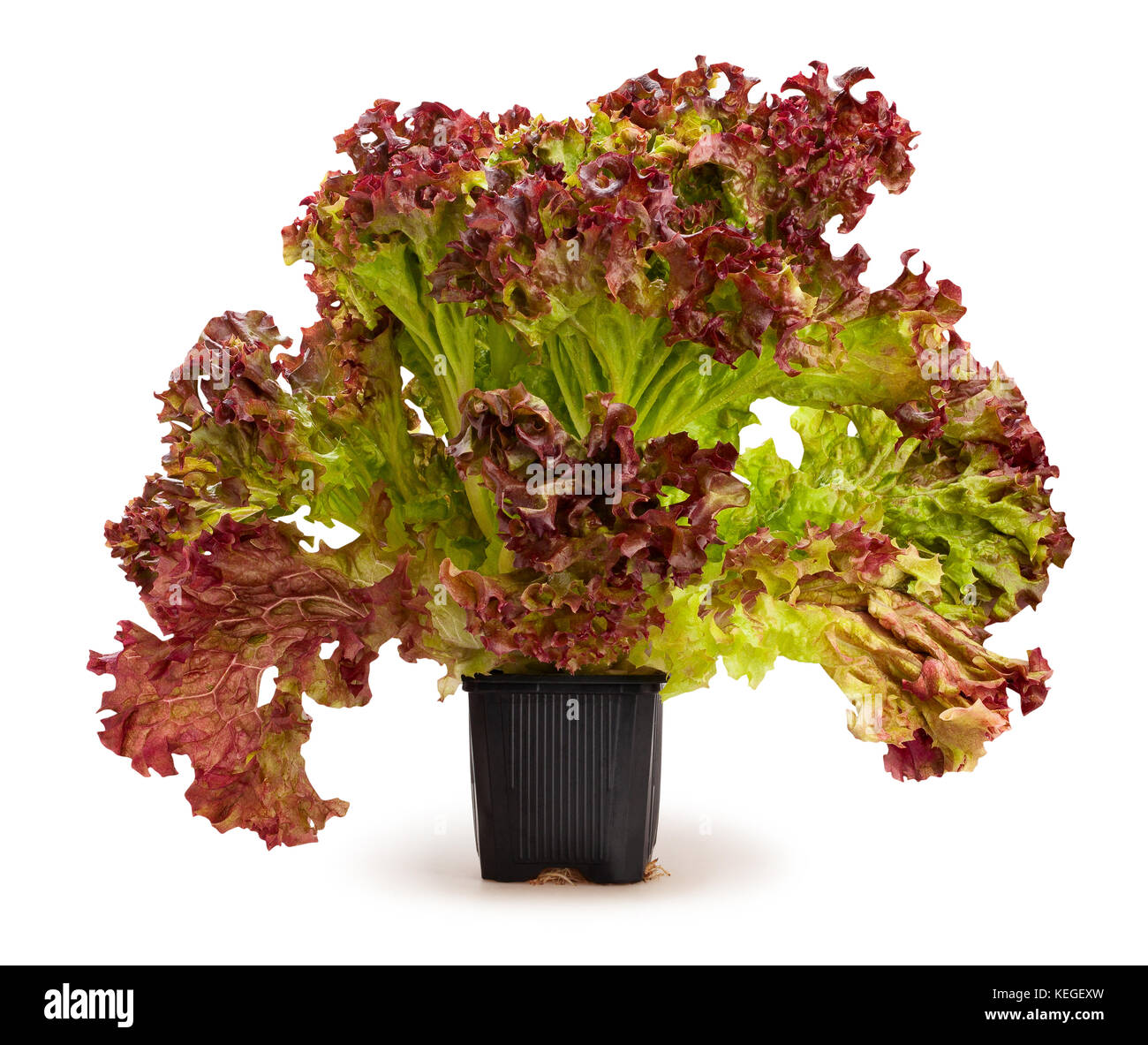 red lettuce growing path isolated Stock Photo Alamy