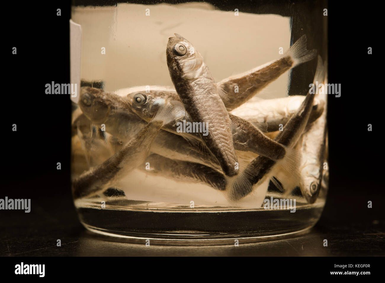 Fish collected from the Atlantic Ocean for a scientific study on fish abundance and spawning time. Both adult and larval fish. Stock Photo