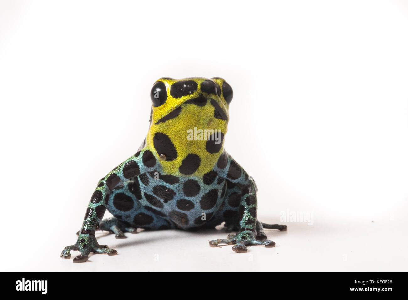 Zimmerman's poison frog (Ranitomeya variabilis) is tiny but extremely beautiful. It relies on its toxins to keep it safe from predators. Stock Photo