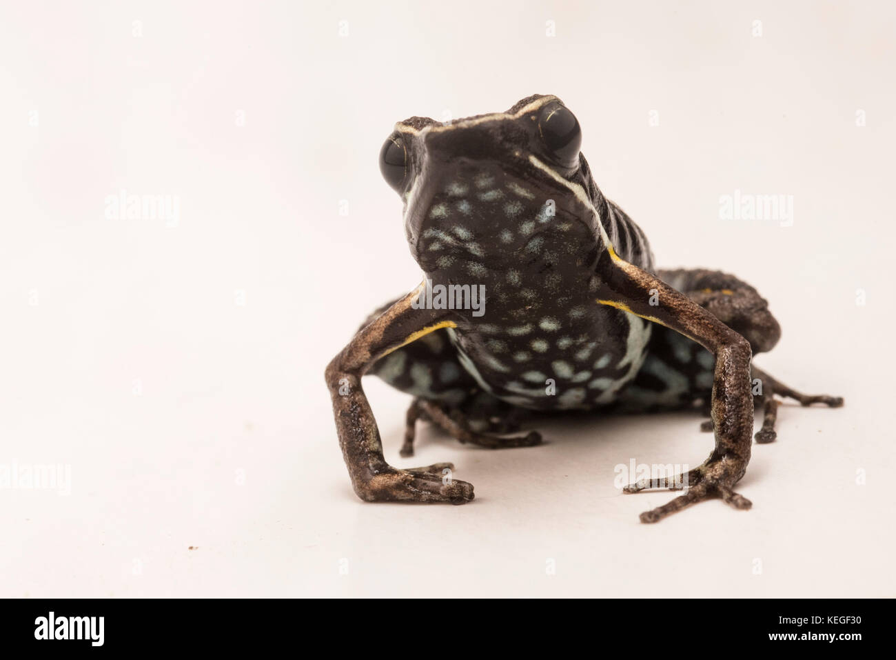 A small species of Poison frog from Peru, not as colorful as some of its close relatives it still has intricate patterns and spots. Stock Photo