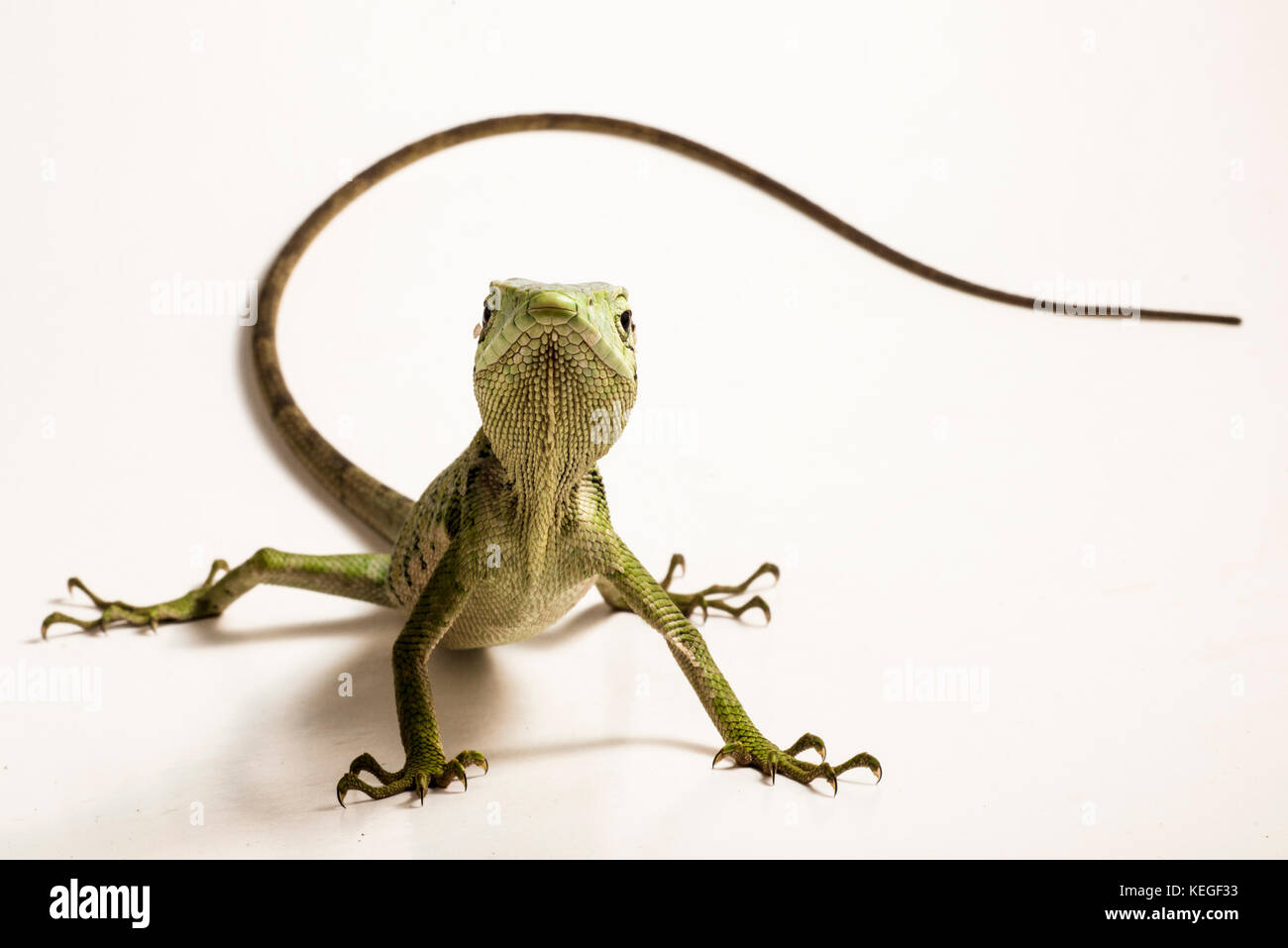 A common monkey lizard (Polychrus marmoratus) also known as a bush