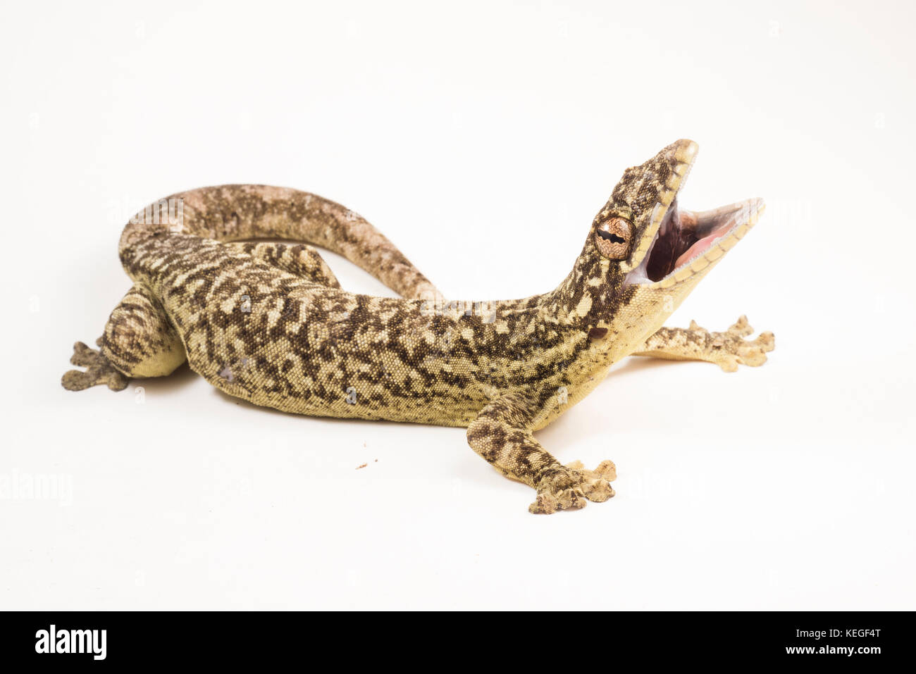 A wild Southern turnip-tailed gecko photographed on a white background