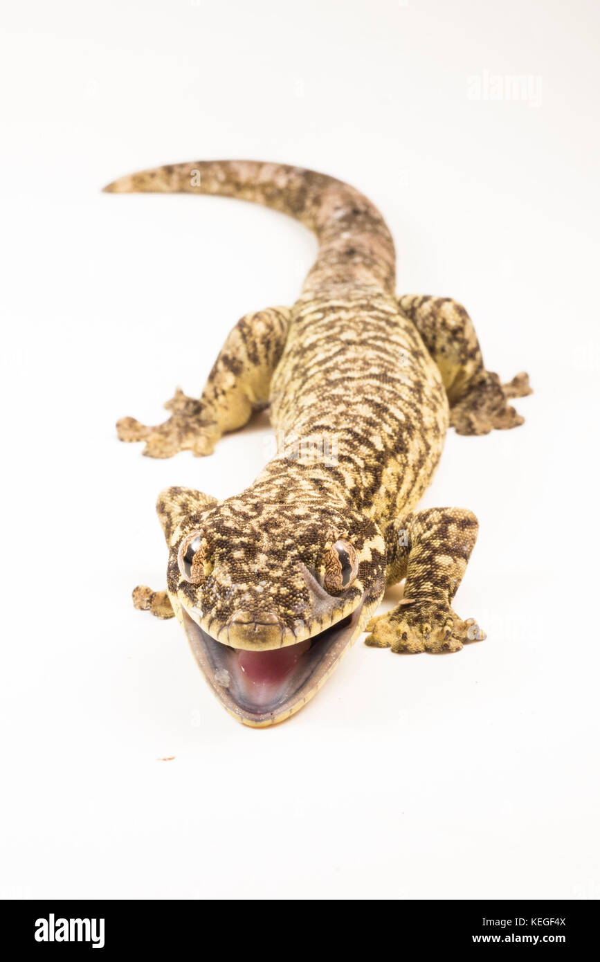 A wild Southern turnip-tailed gecko photographed on a white background