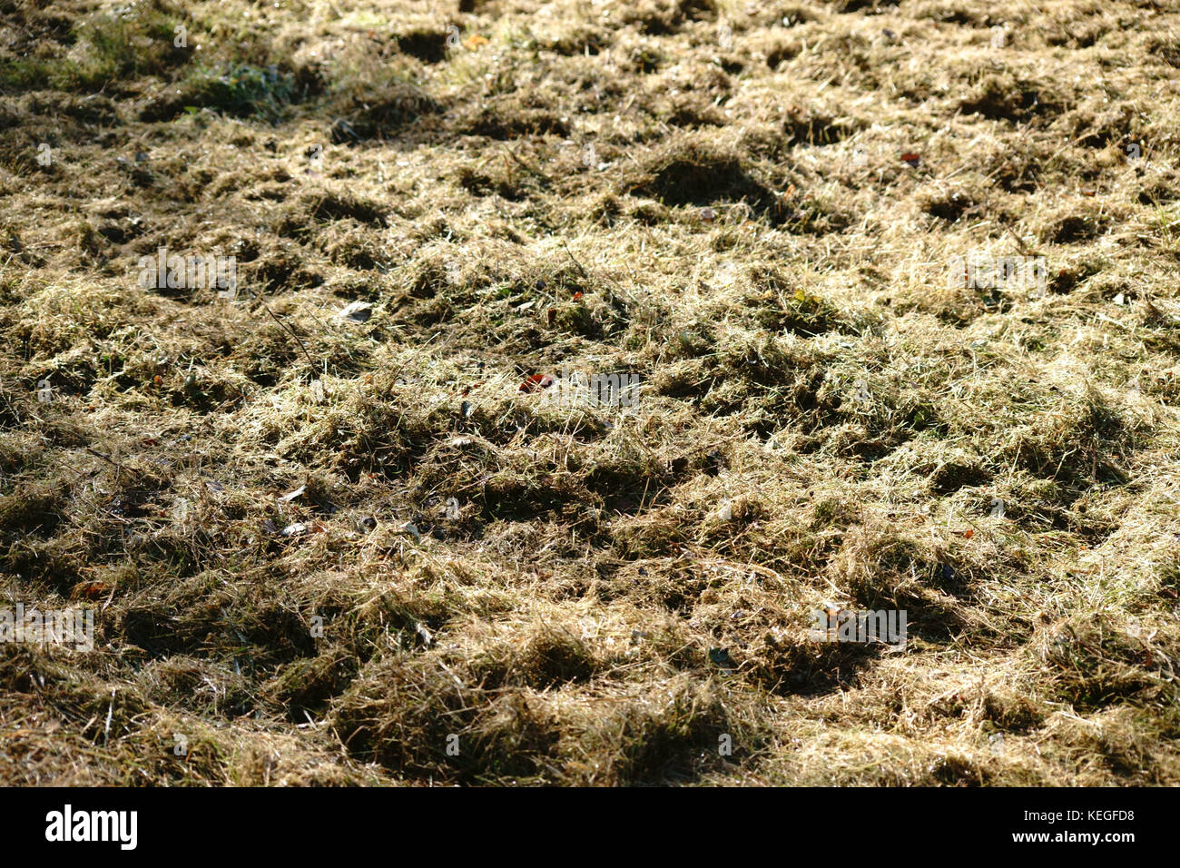 Animal husbandry spread hires stock photography and images Alamy