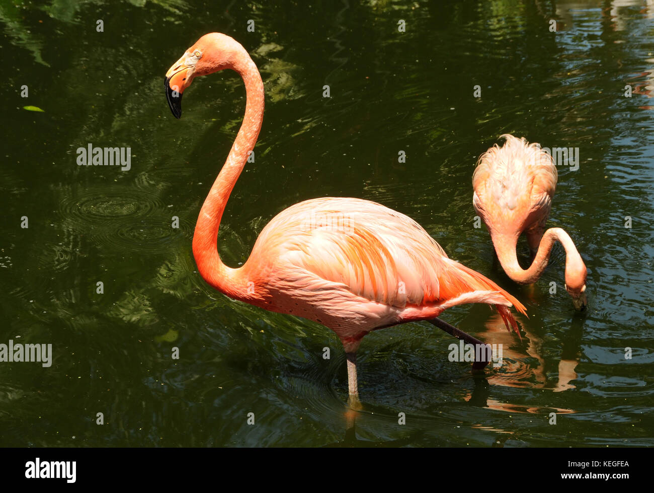 Two large Caribbean flamingo birds wading in water Stock Photo