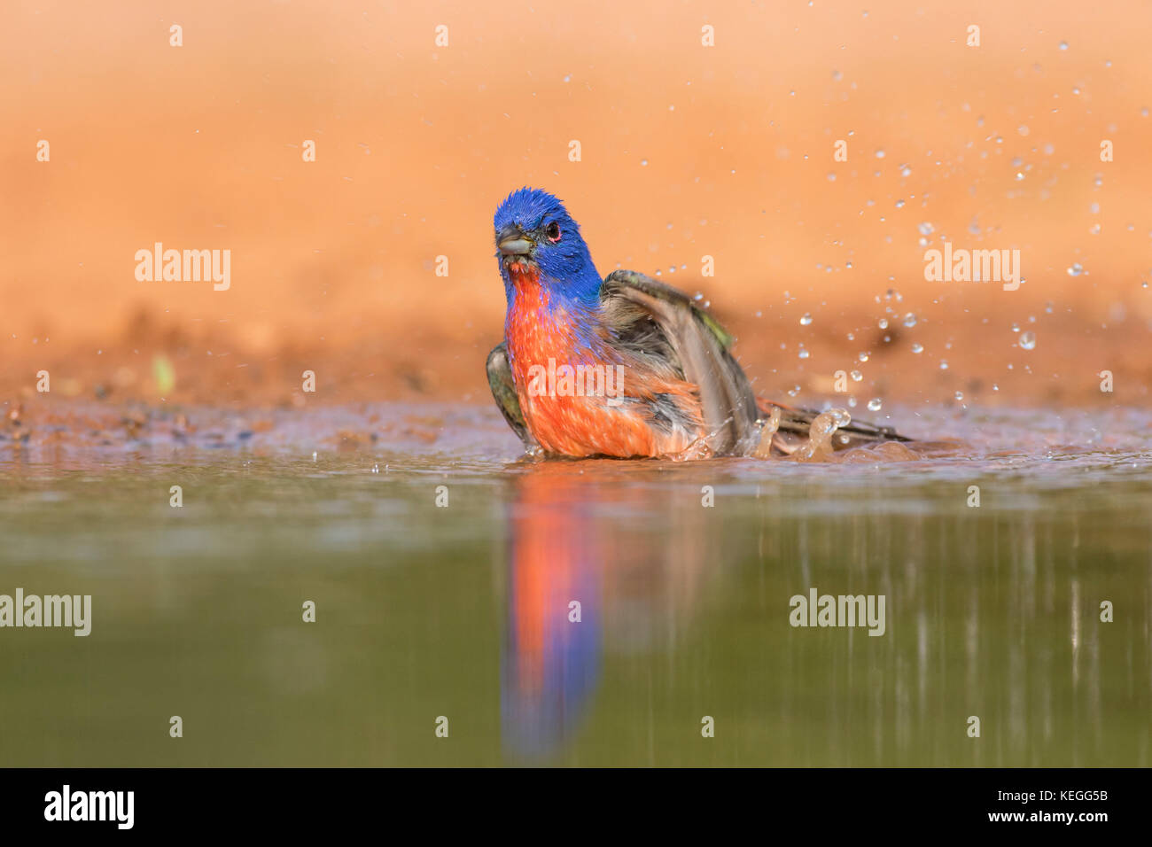Bird painted bunting hires stock photography and images Alamy
