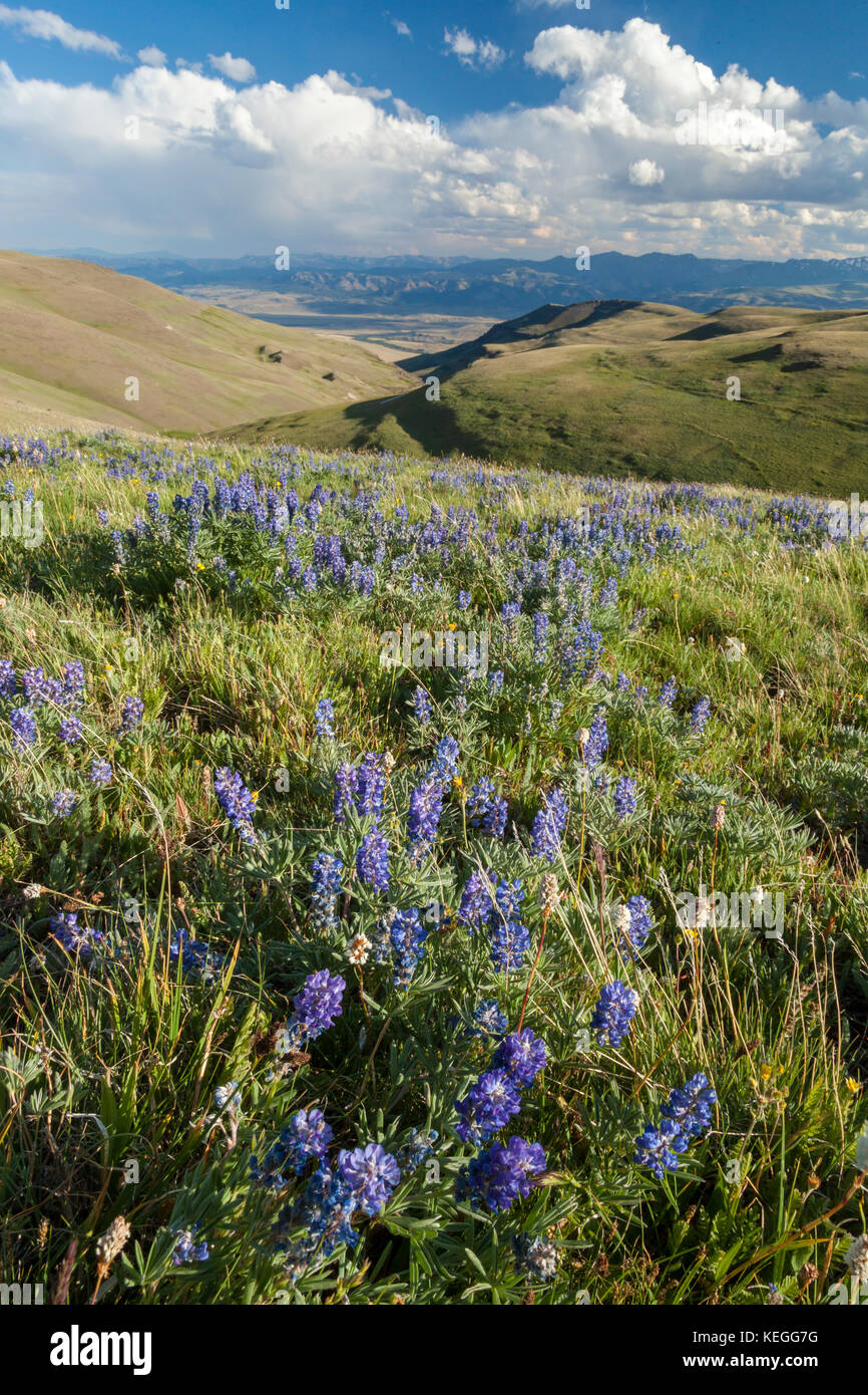 Absaroka Mountains with blooming wildflowers in the Shoshone National Forest of Wyoming Stock Photo