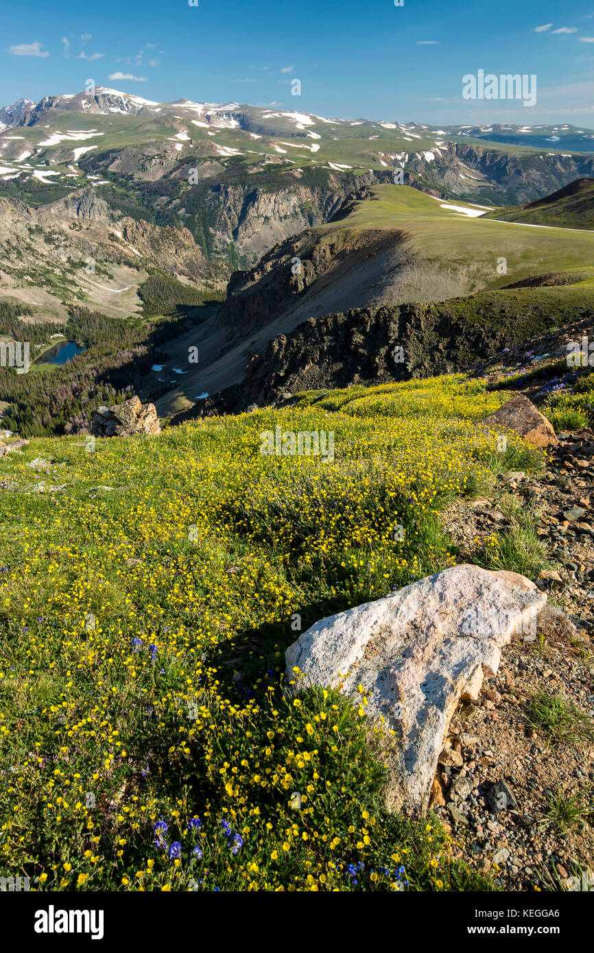 Summer wildflower bloom in the Beartooth Mountains of Wyoming Stock Photo