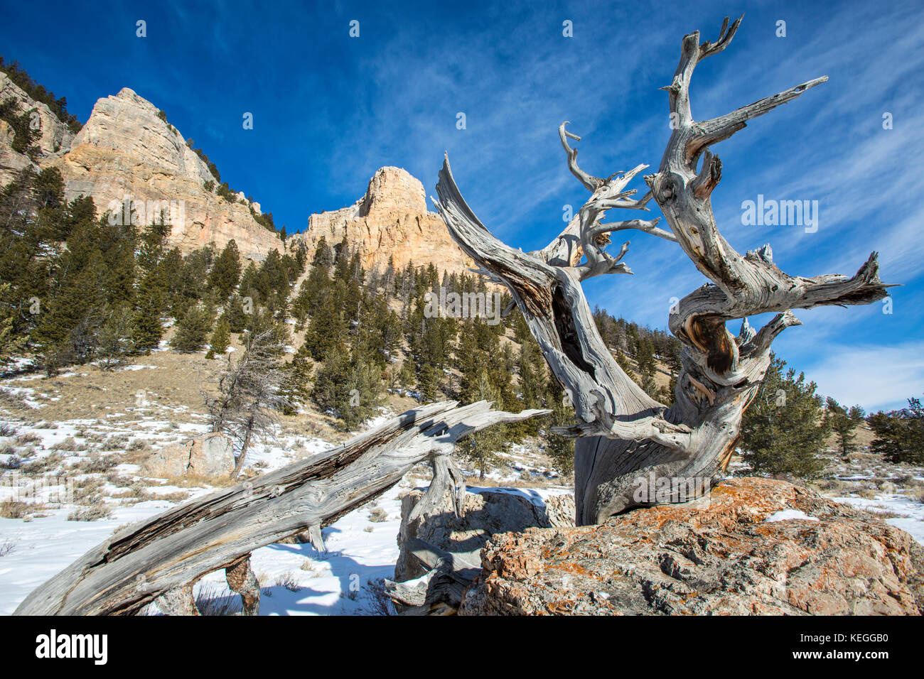 Winter in the Sunlight Basin of the Shoshone National Forest Wyoming Stock Photo