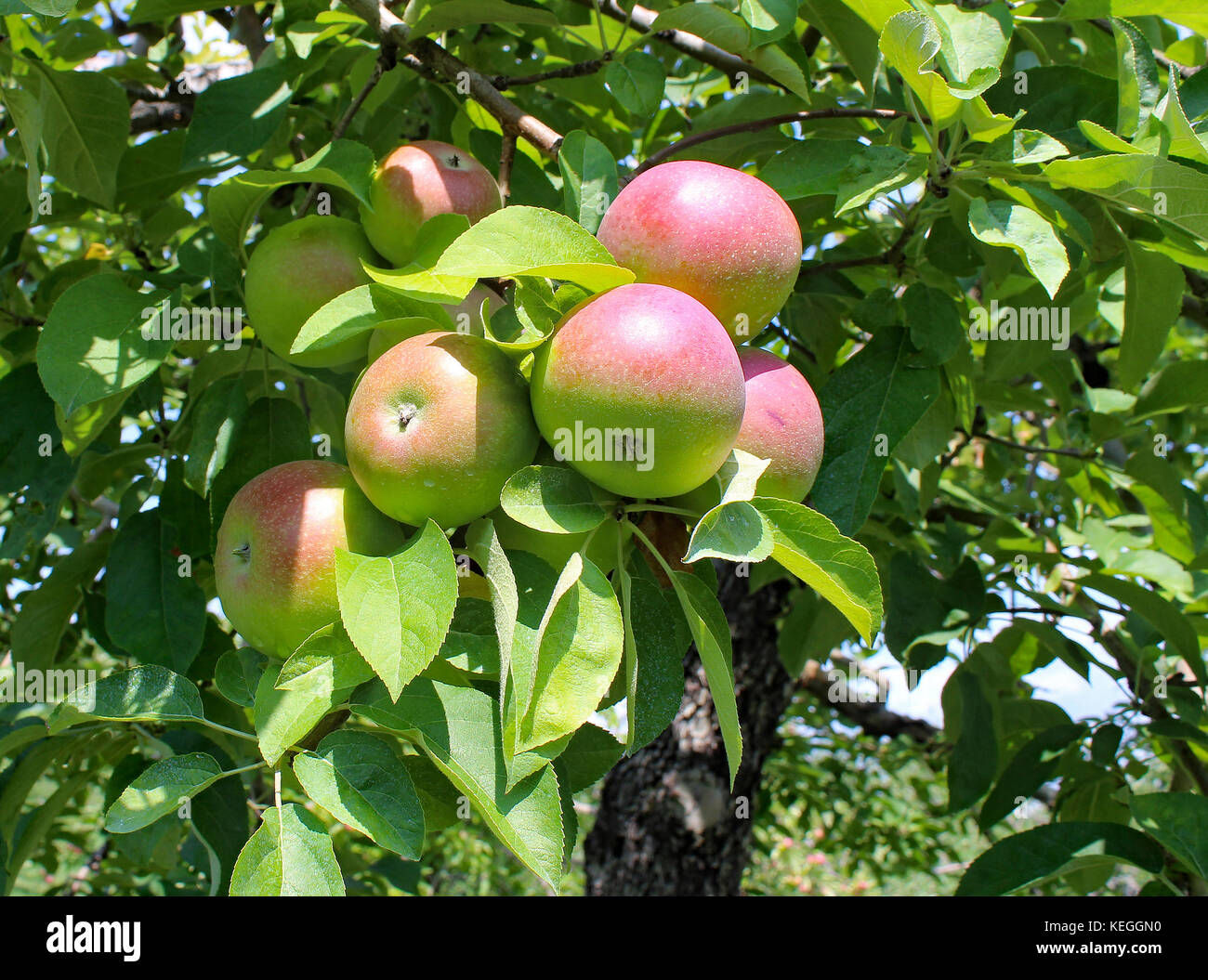 Apple trees Stock Photo