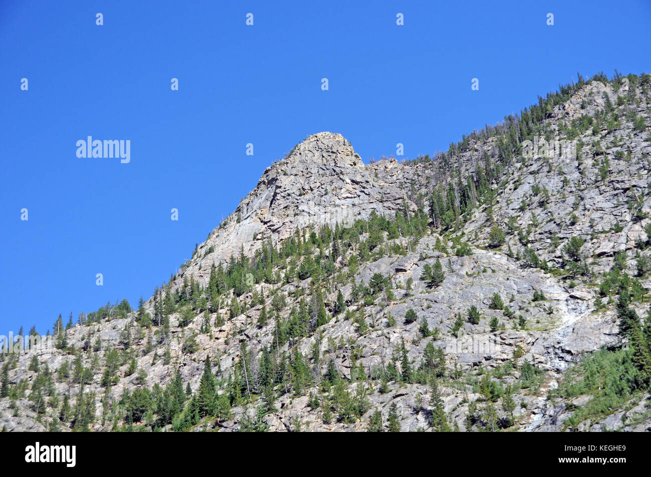 Colorado rocky mountain pine tree hi-res stock photography and images ...