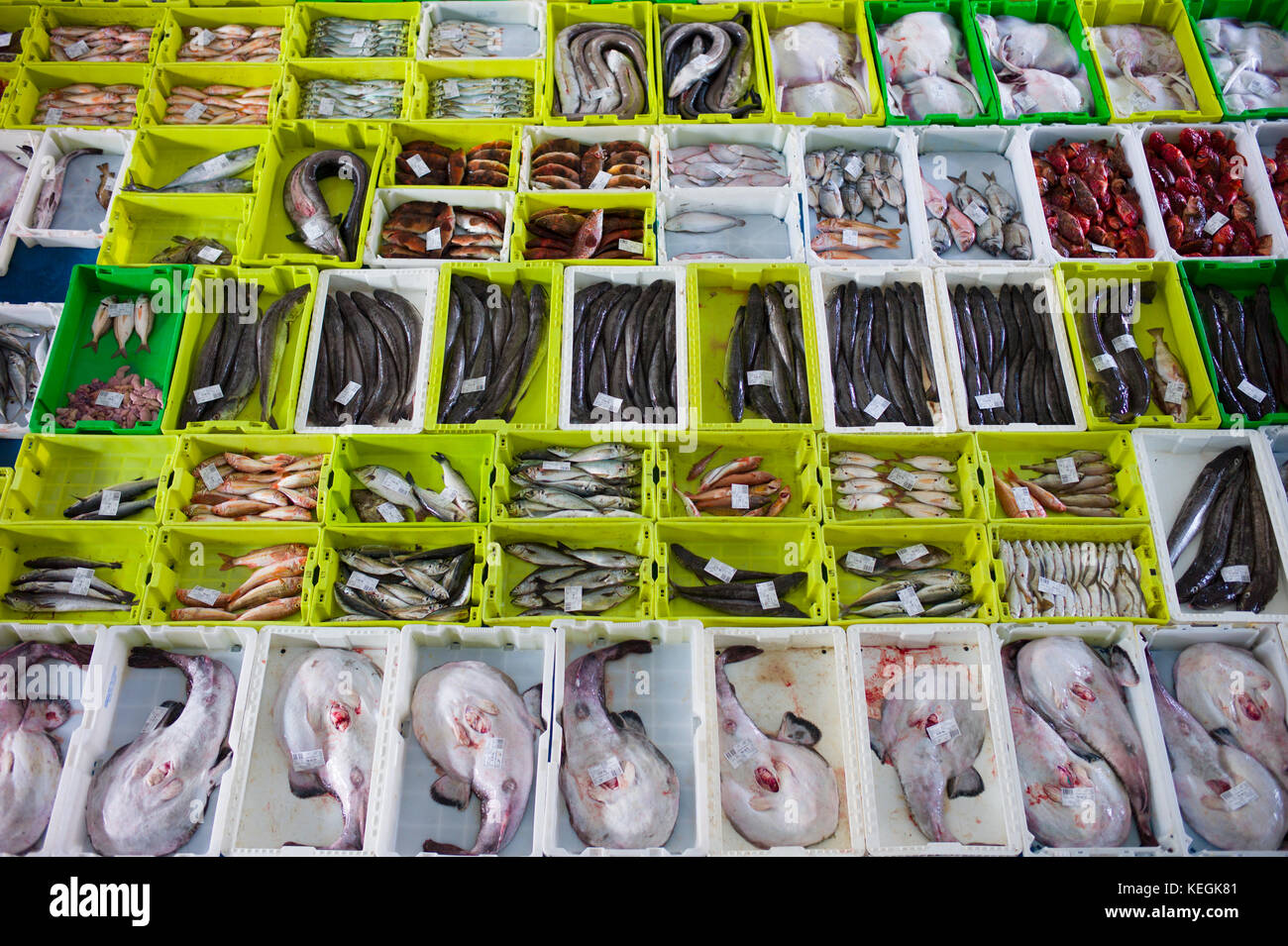 Fish Stocks Caught High Resolution Stock Photography and Images - Alamy