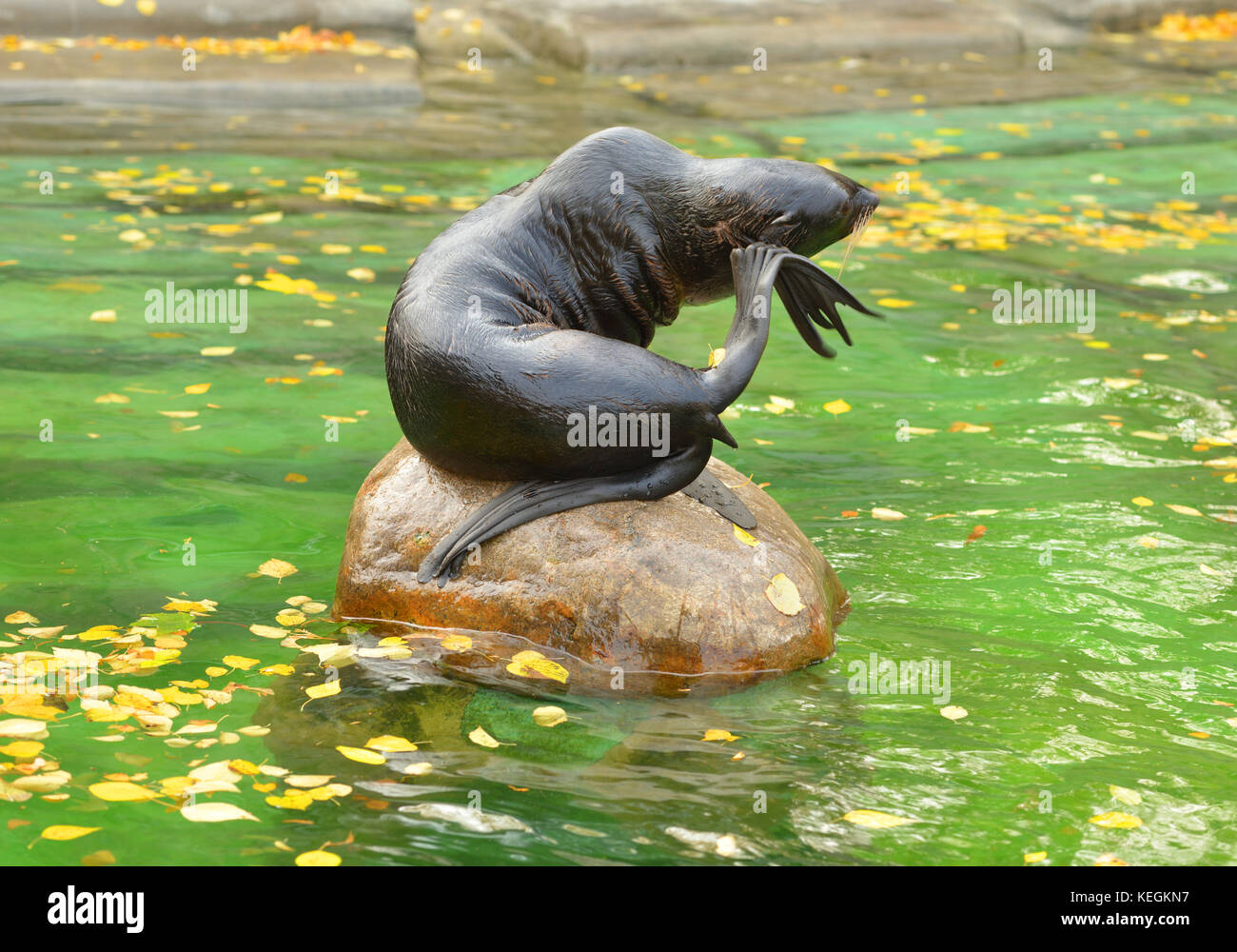 Northern fur seal (Callorhinus ursinus). Female Stock Photo