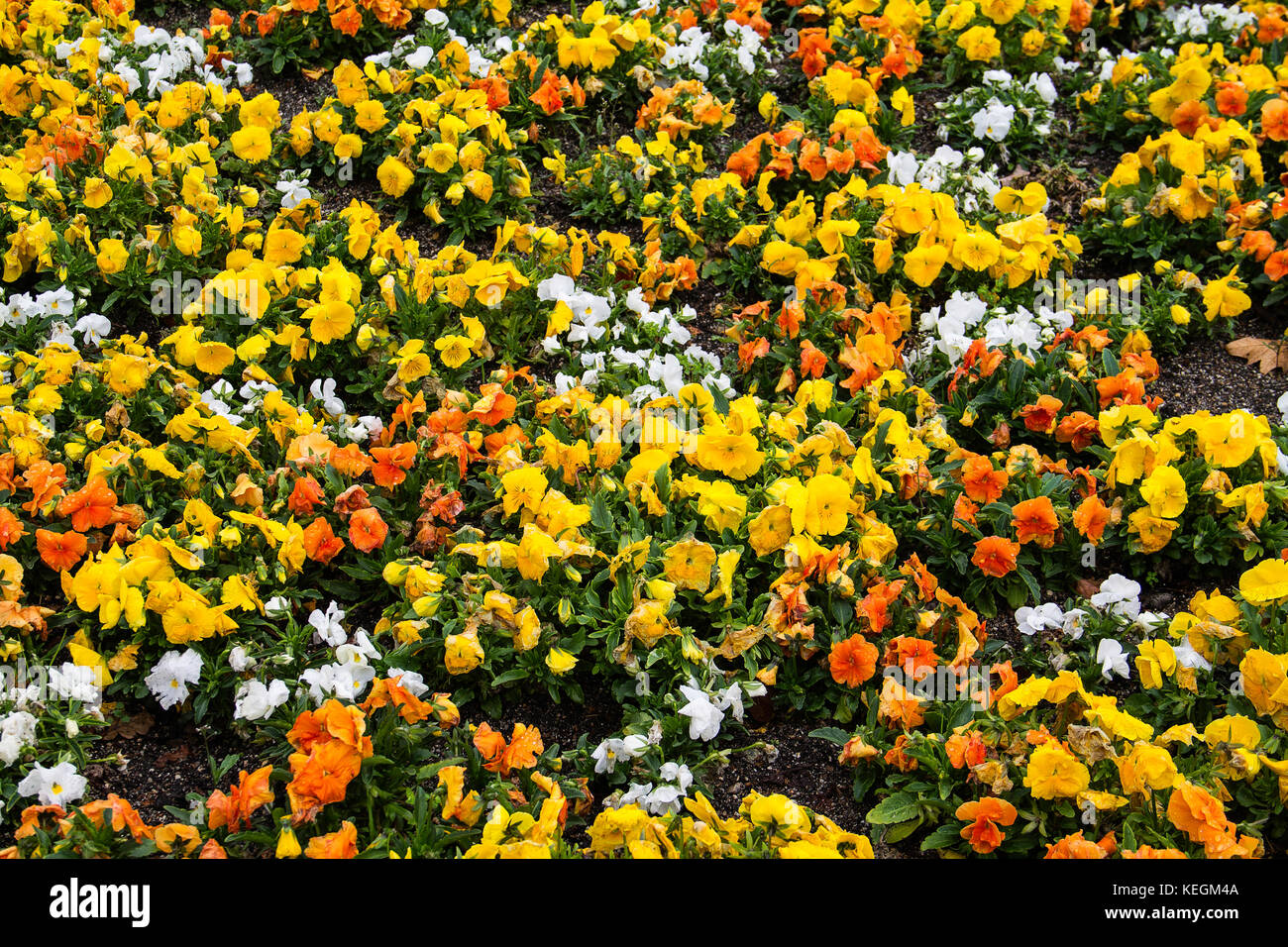 background multicolored spring flowers in garden Stock Photo