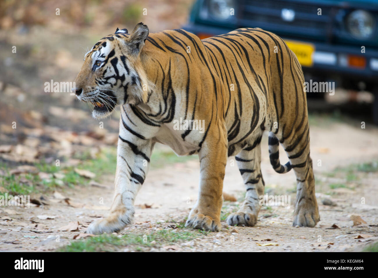 Munna a large male Bengal Tiger with the letters cat on his forehead being followed by a tourist jeep Stock Photo