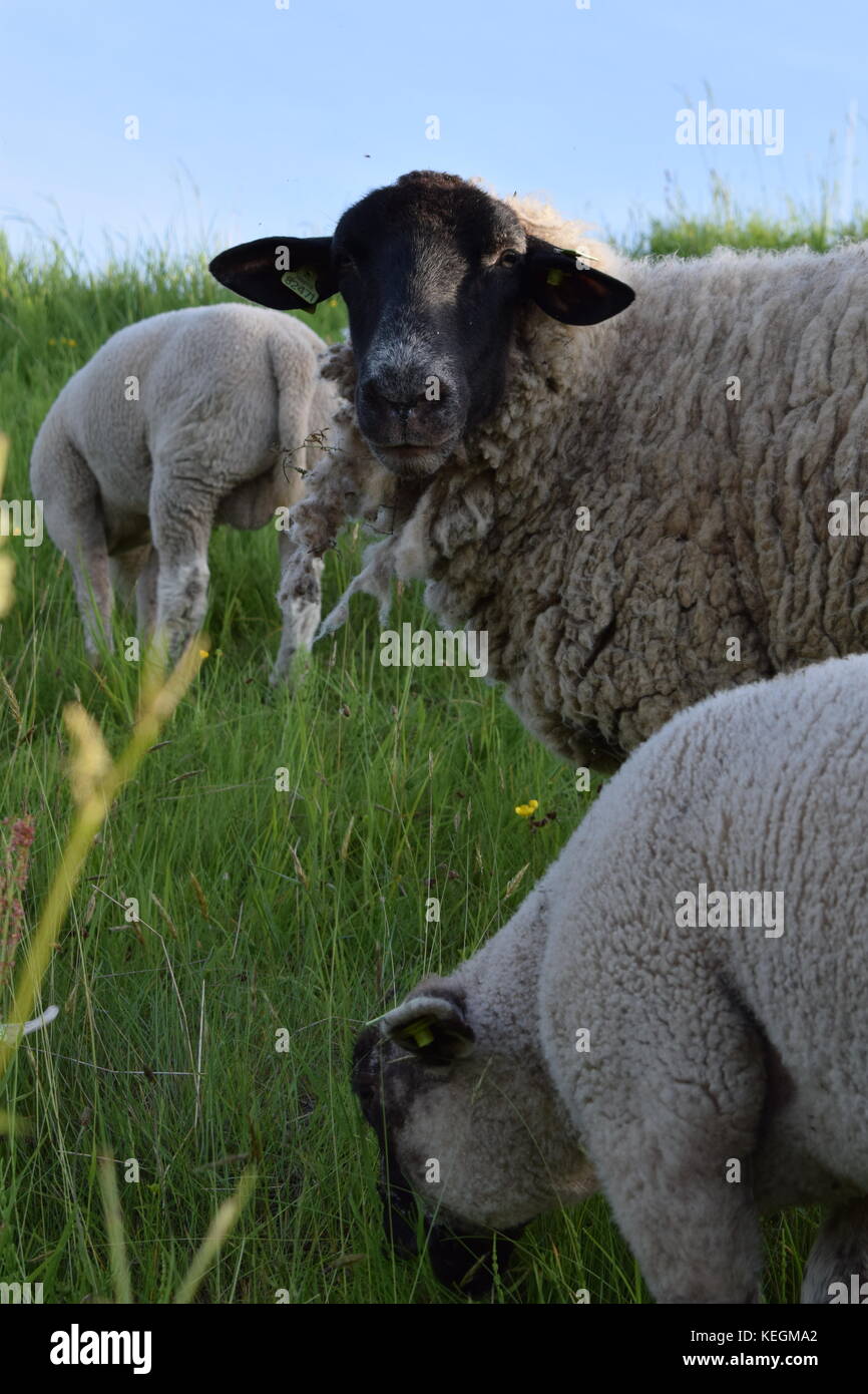 Sheep grazing in the meadow Stock Photo - Alamy