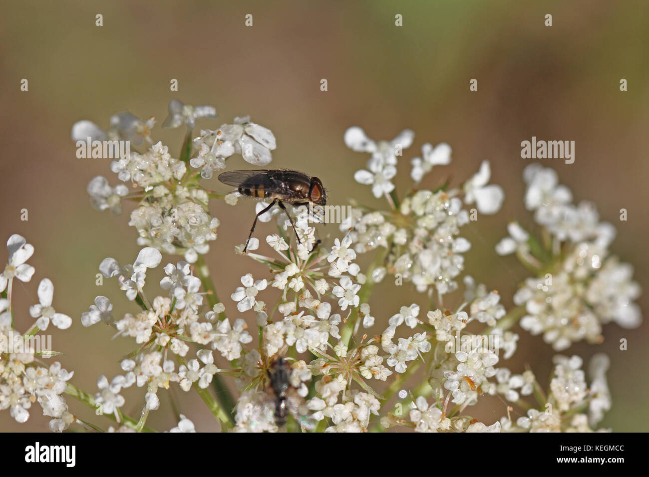 house fly or housefly Latin name musca domestica or stomoxys calcitrans muscidae extremely close up feeding on viburnum flower caprifoliaceae in Italy Stock Photo