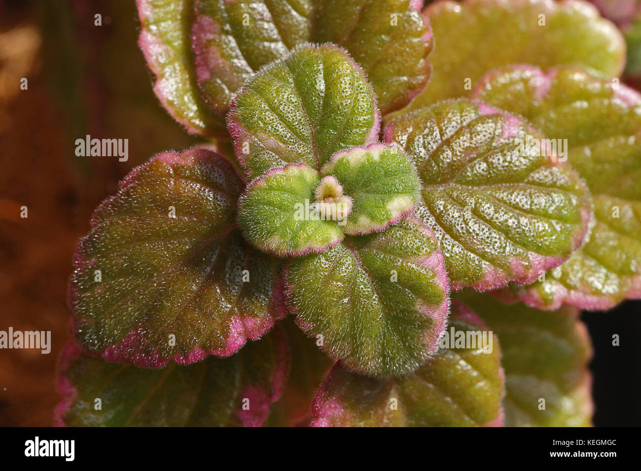Incense plant leaves extremely close up Latin name plectranthus
