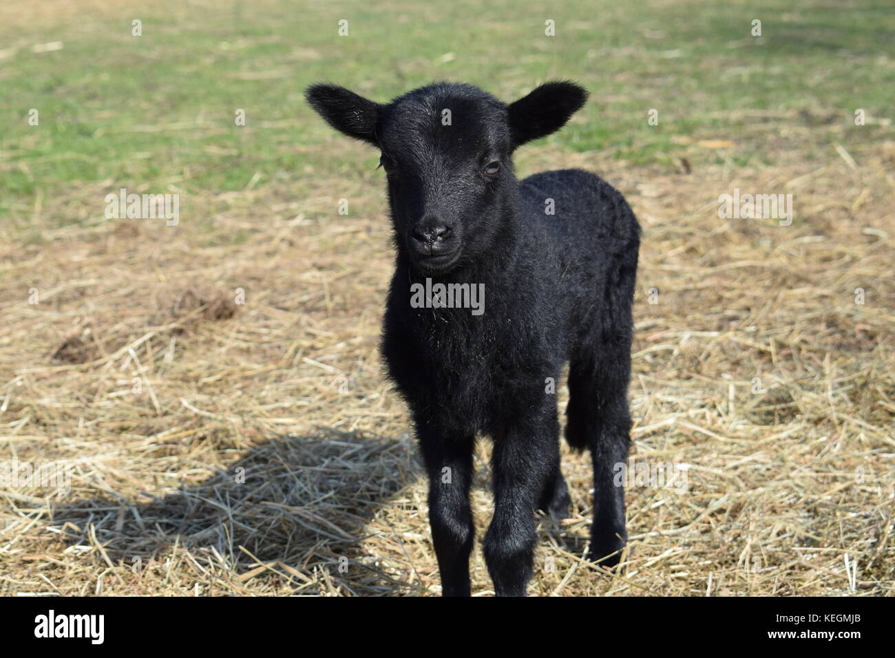 Little lambs baby animals born in spring Stock Photo Alamy