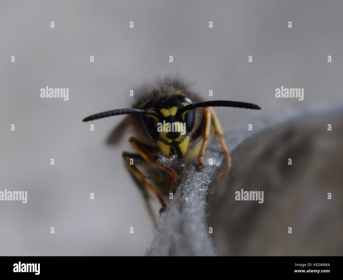 Wasp macro photography close-up Stock Photo