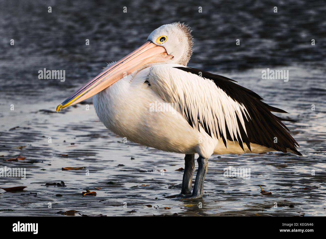 The Australian Pelican is the largest of all pelican species found in the world. Stock Photo
