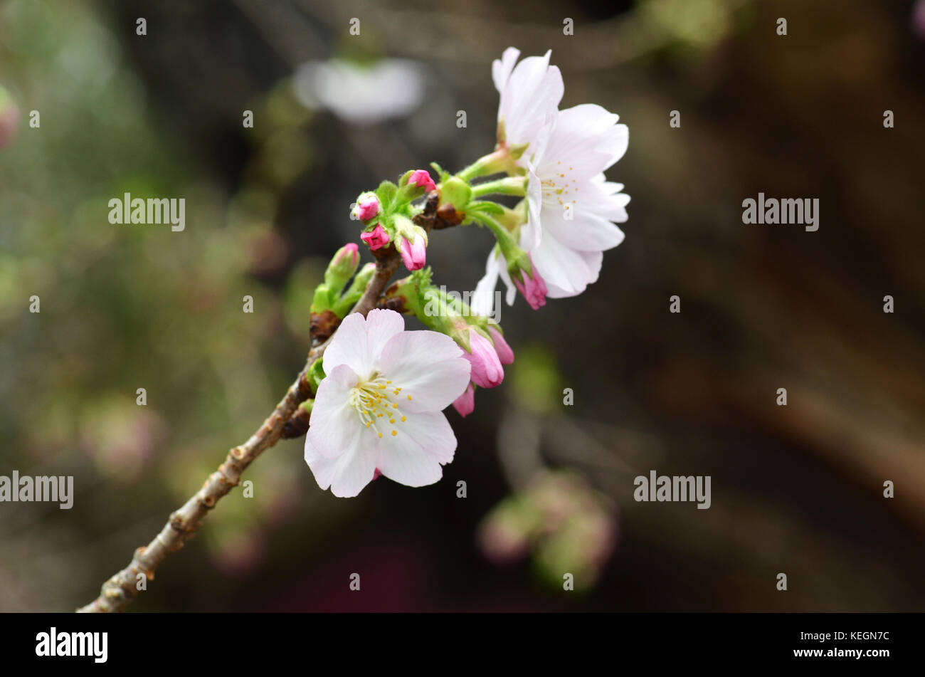Sakura, the famouse flower of Japan, shown in Gardens by the Bays ...