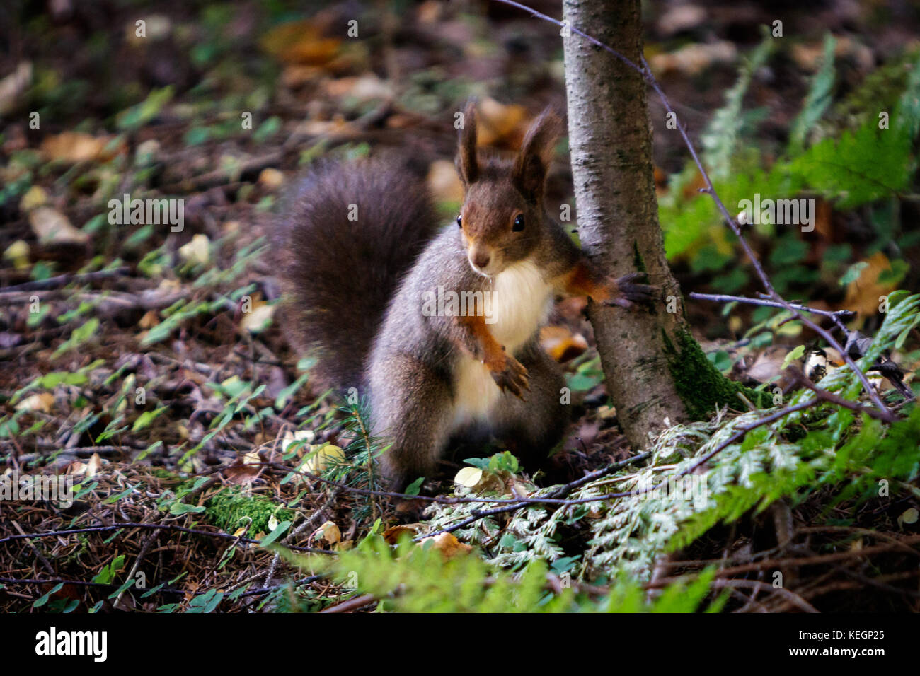 Curious red squirrel holding tight a tree trunk before running away. The squirrel has been captured in the beautiful place Hinterzarten in the middle Stock Photo