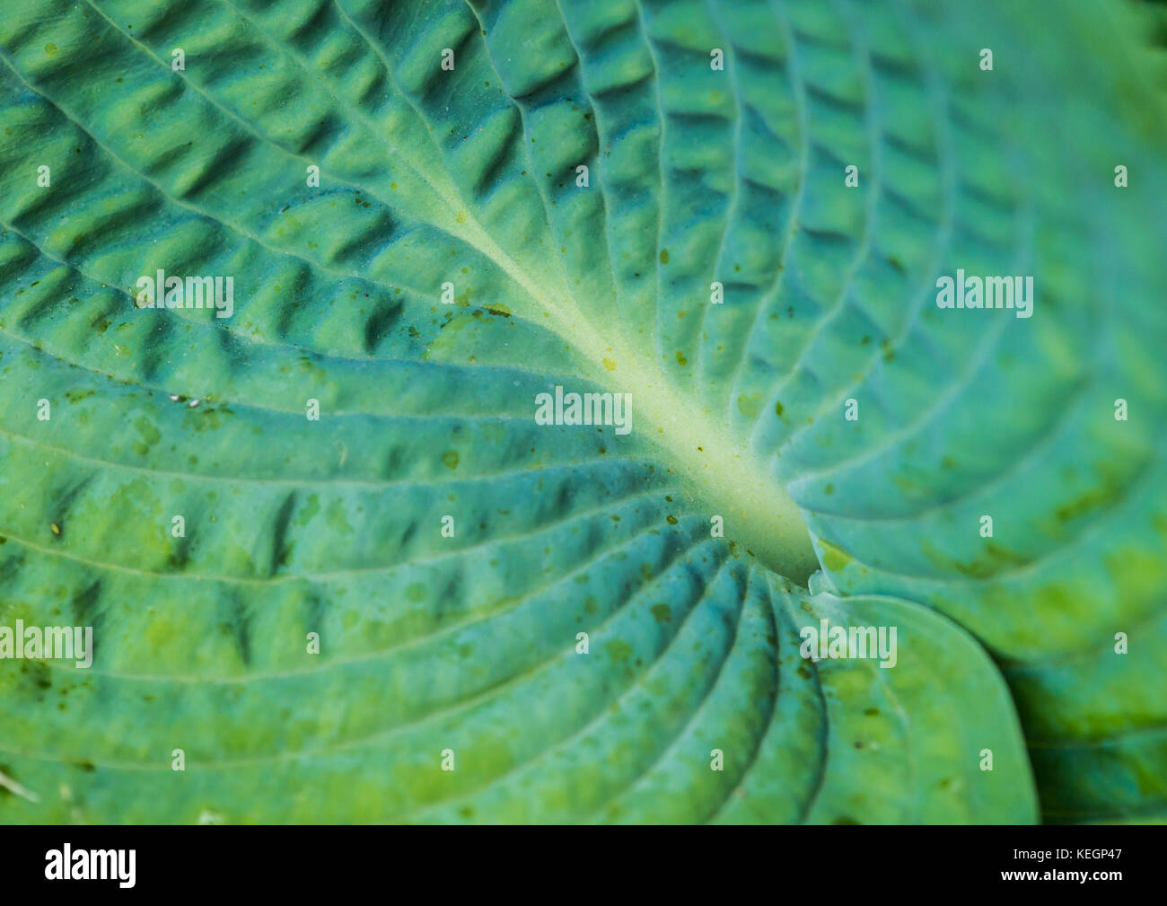 An abstract macro shot of the leaves of a hosta plant. Stock Photo