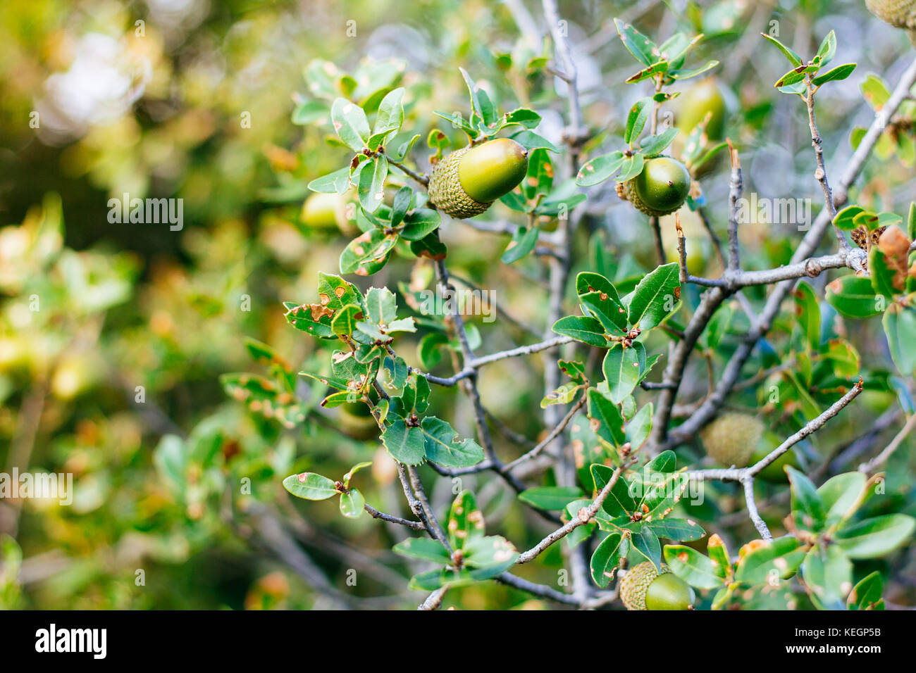 Oak bush with acorns copy space selective focus Stock Photo