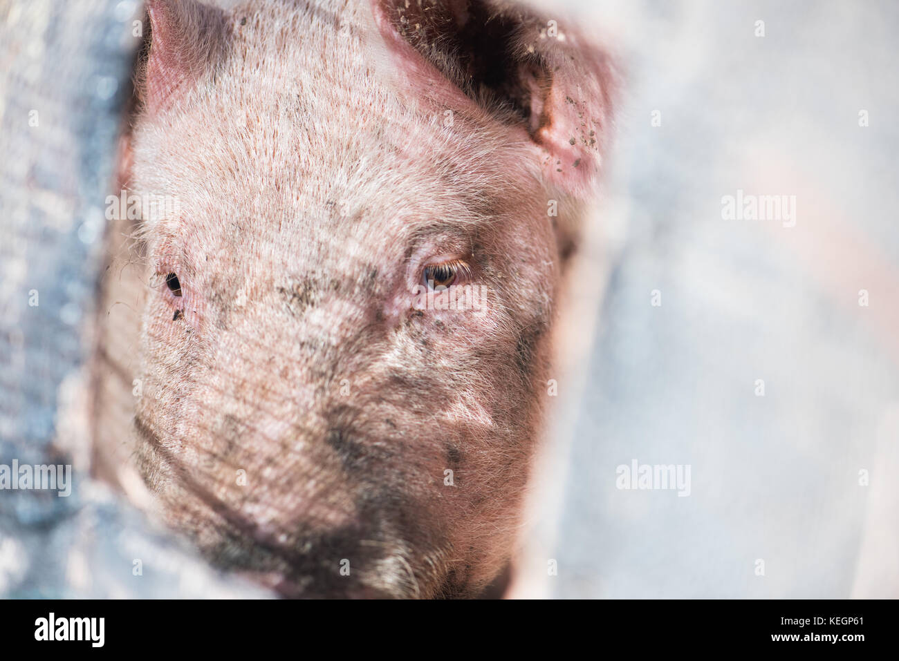 Pig behind bars Stock Photo