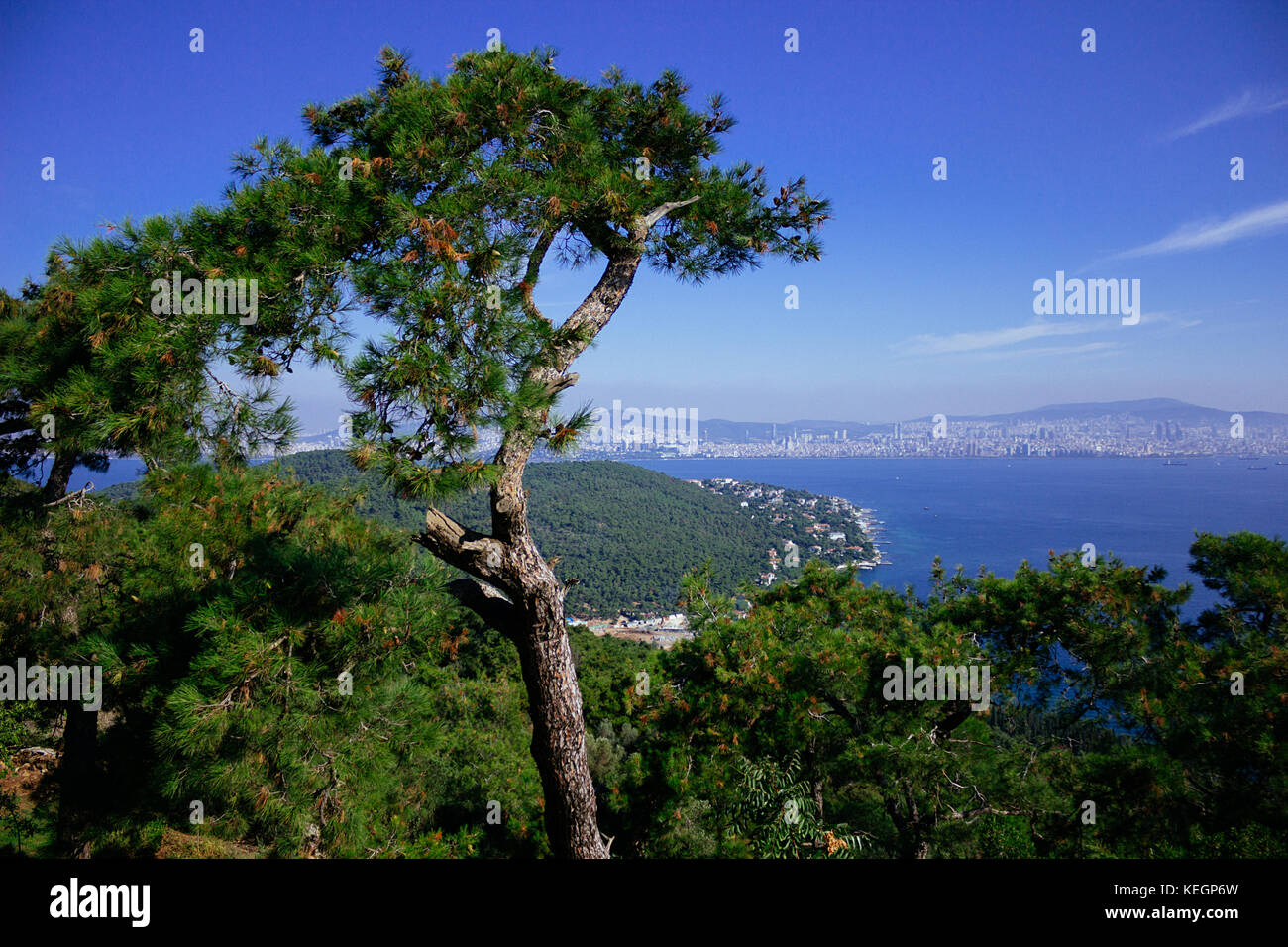 Pines on the island in Marmara sea selective focus Stock Photo