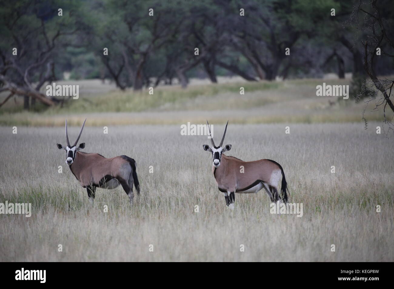 Gazellen und Antilopen in Namibia - Etosha Nationalpark Stock Photo