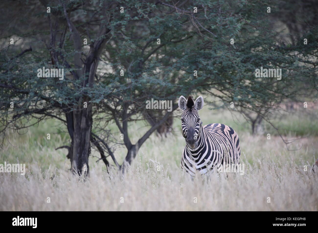zebra in Steppenlandschaft in Namibia Stock Photo