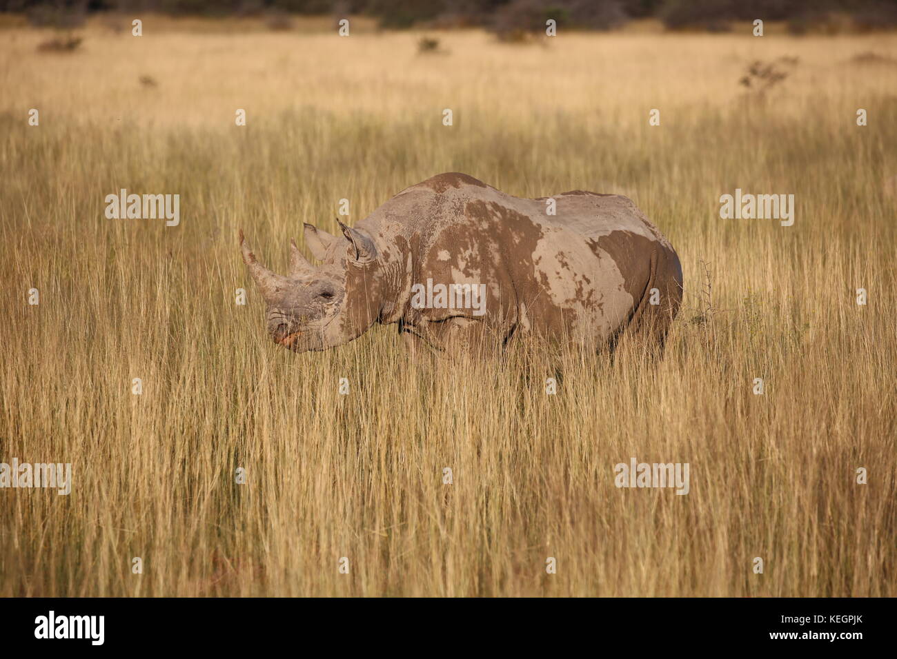 Spitzmaulnashorn- Rhino im Etosha National Park - Namibia in Streppenlandschaft - savanne Stock Photo