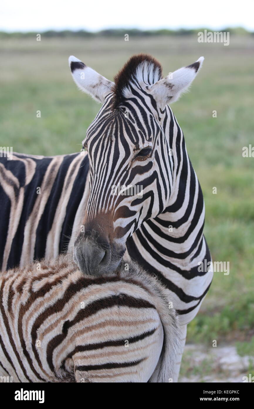 Zebra -Zebras - Steppenlandschaft im Etosha national Park - Namibia Stock Photo