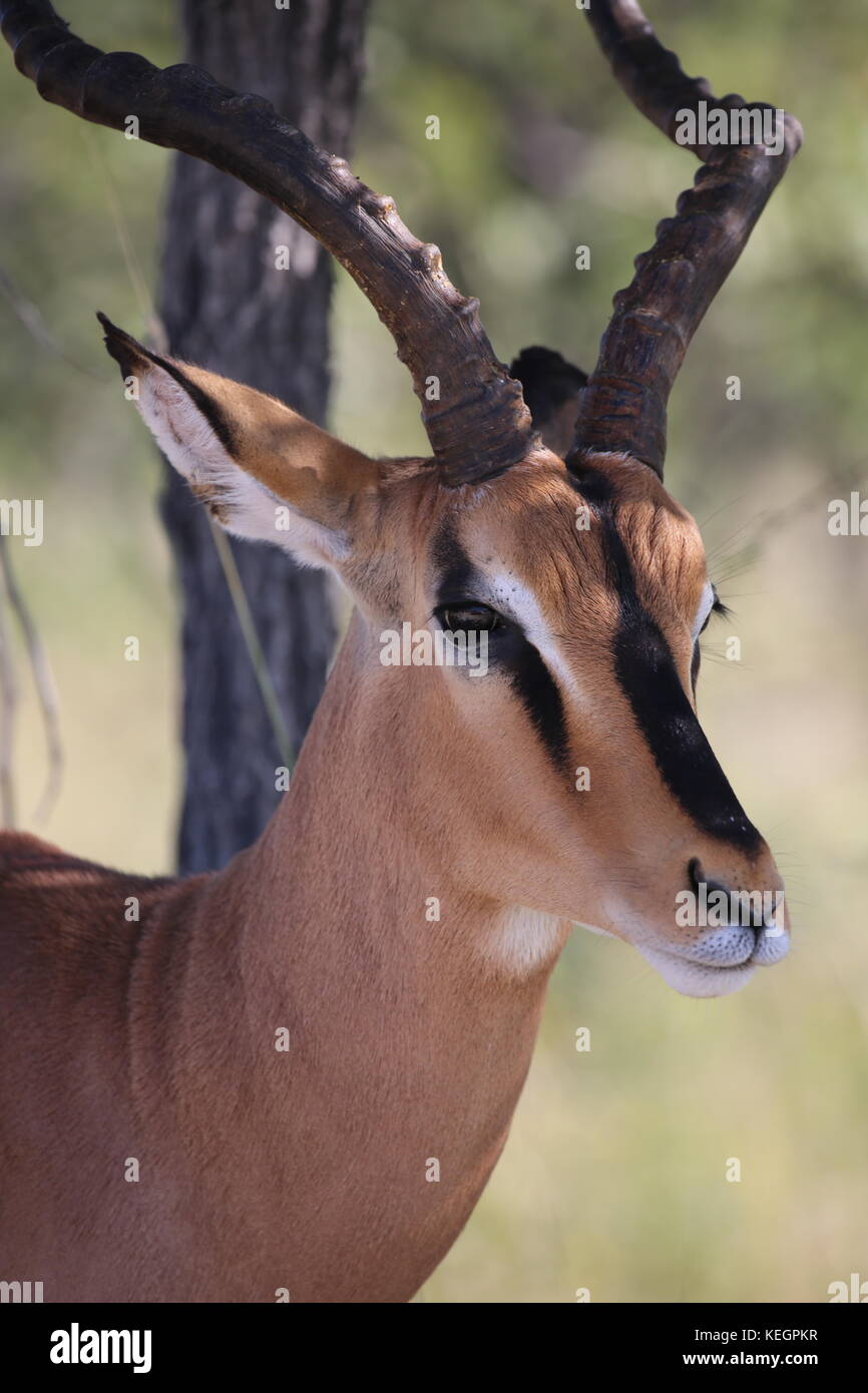 Springbock - Springbok etosha National Park Namibia Stock Photo