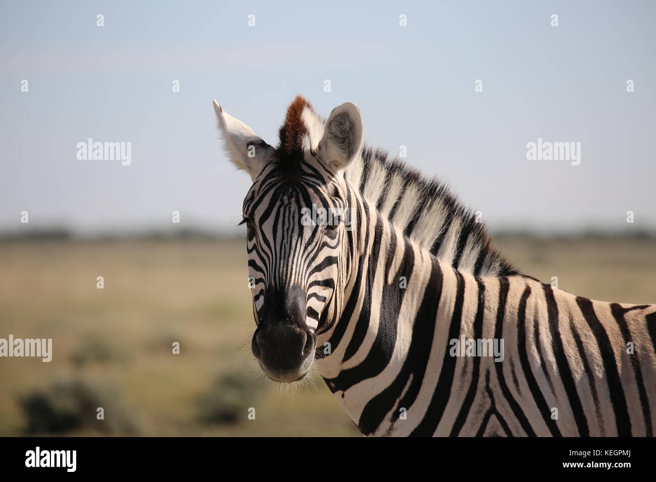 Zebra -Zebras - Steppenlandschaft im Etosha national Park - Namibia Stock Photo