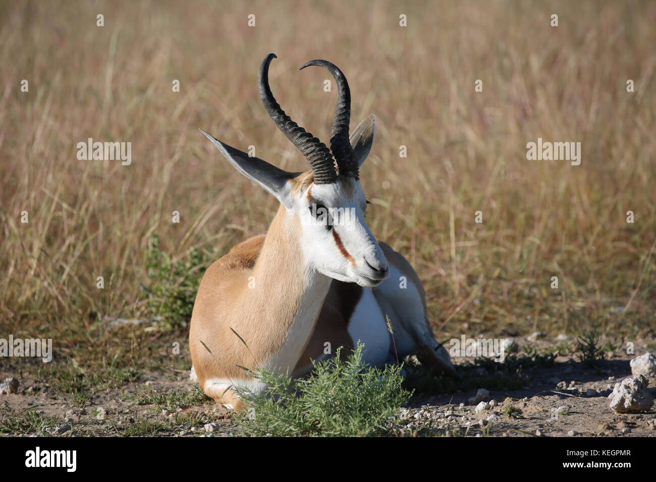 Springbock - Springbok etosha National Park Namibia Stock Photo