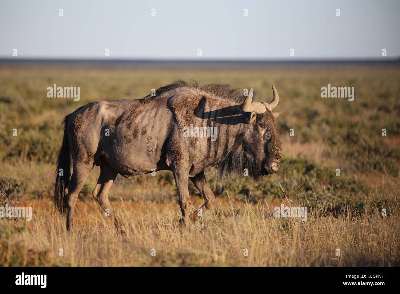 Streifengnu im Etosha Nationalpark - Namibia Stock Photo