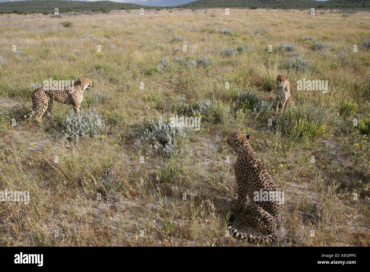 geparde - cheetahs in Namibia in Steppenlandschaft auf einer safari Stock Photo