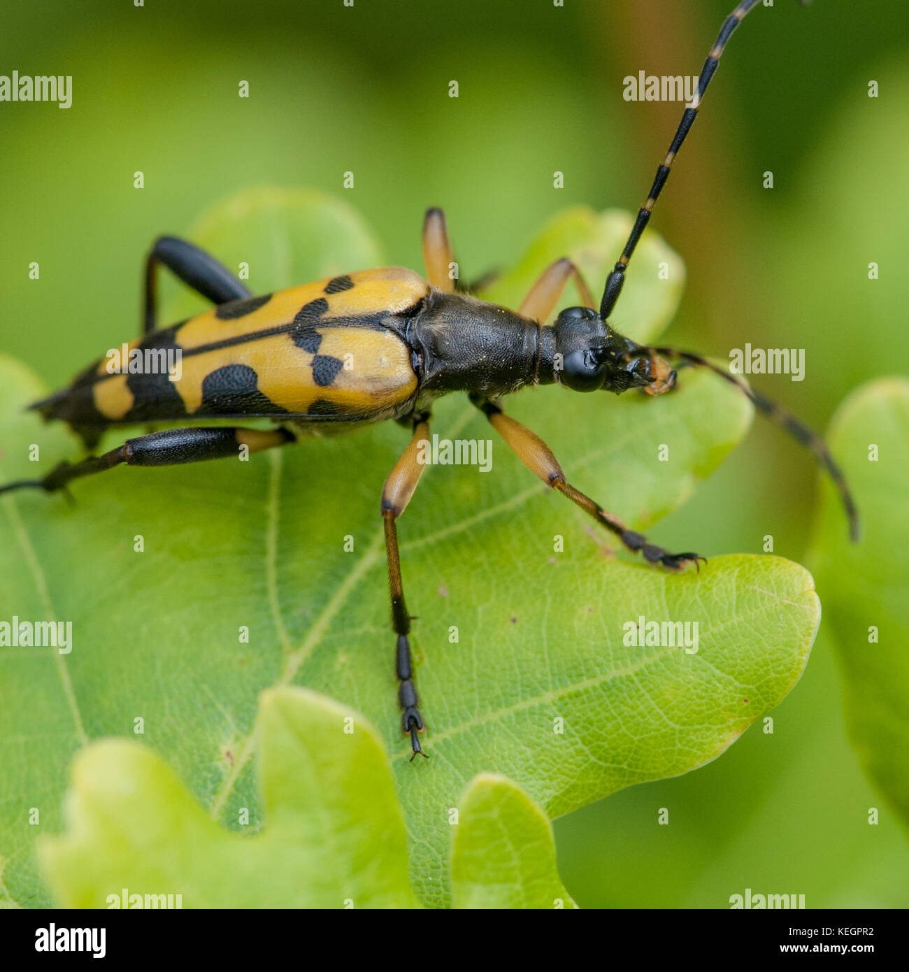 A longhorn beetle makes its way through the leaves of an oak tree. Stock Photo