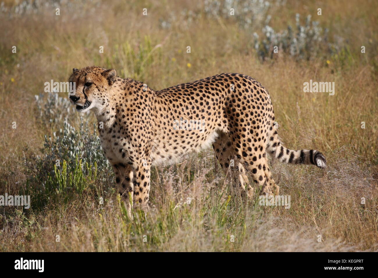 geparde - cheetahs in Namibia in Steppenlandschaft auf einer safari Stock Photo