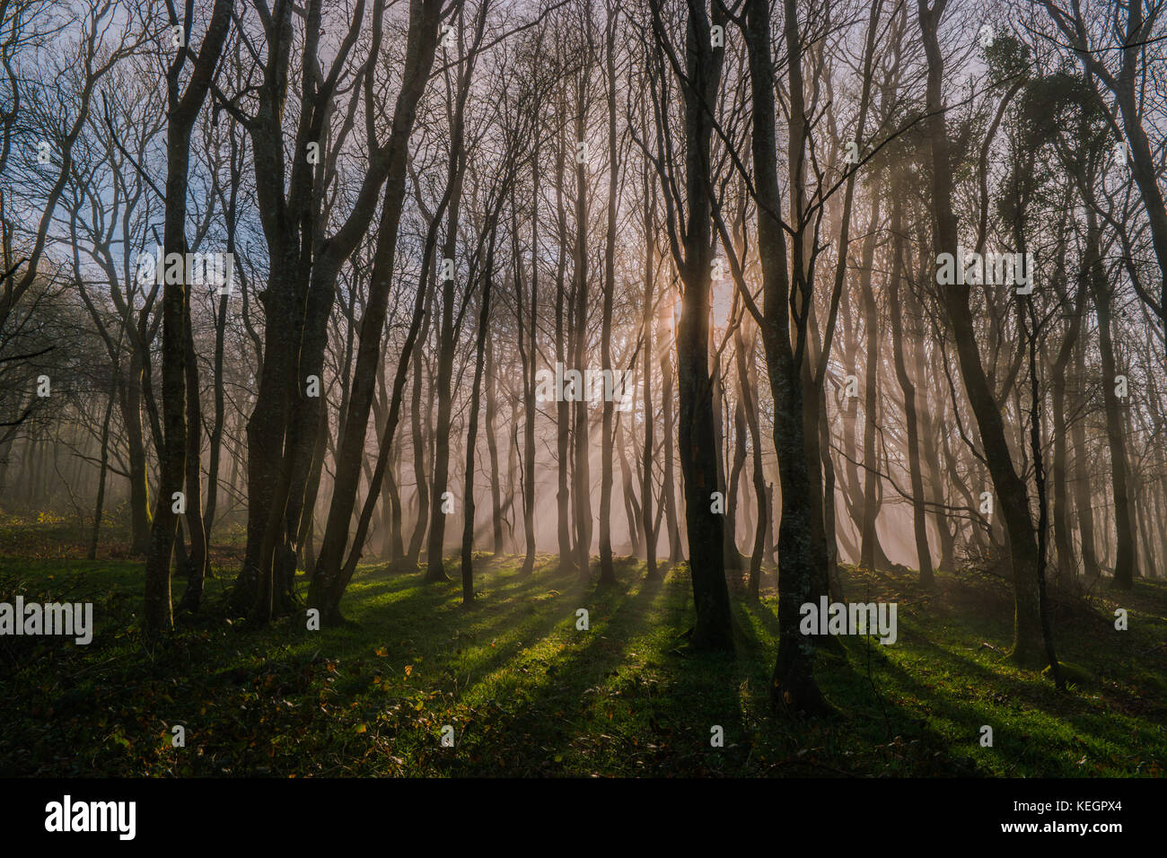 Sun`s Rays Bursting Through The Fog In A Forest Stock Photo - Alamy