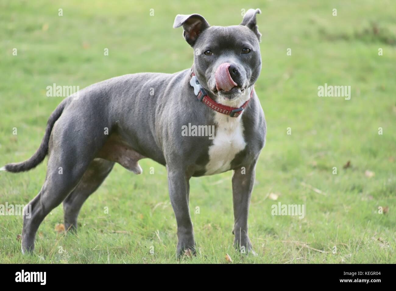5 year old male Staffordshire bull terrier dog with his ears up and tongue out after a run. Silver / blue colour with white front. Stock Photo