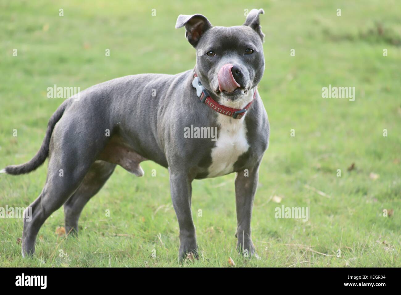 blue staffordshire bull