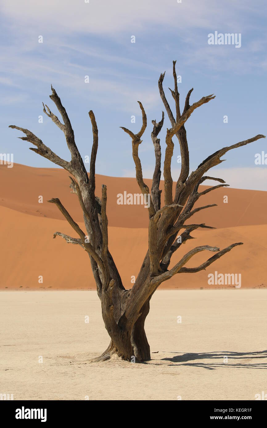 dead camel thorn trees in sossosflei - namibia - abgestrorbene Bäume in der Salz-Ton Pfanne in Namibia Stock Photo