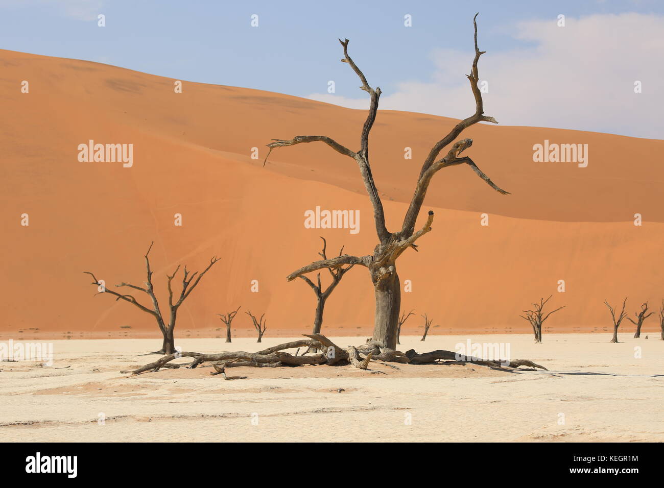 dead camel thorn trees in sossosflei - namibia - abgestrorbene Bäume in der Salz-Ton Pfanne in Namibia Stock Photo